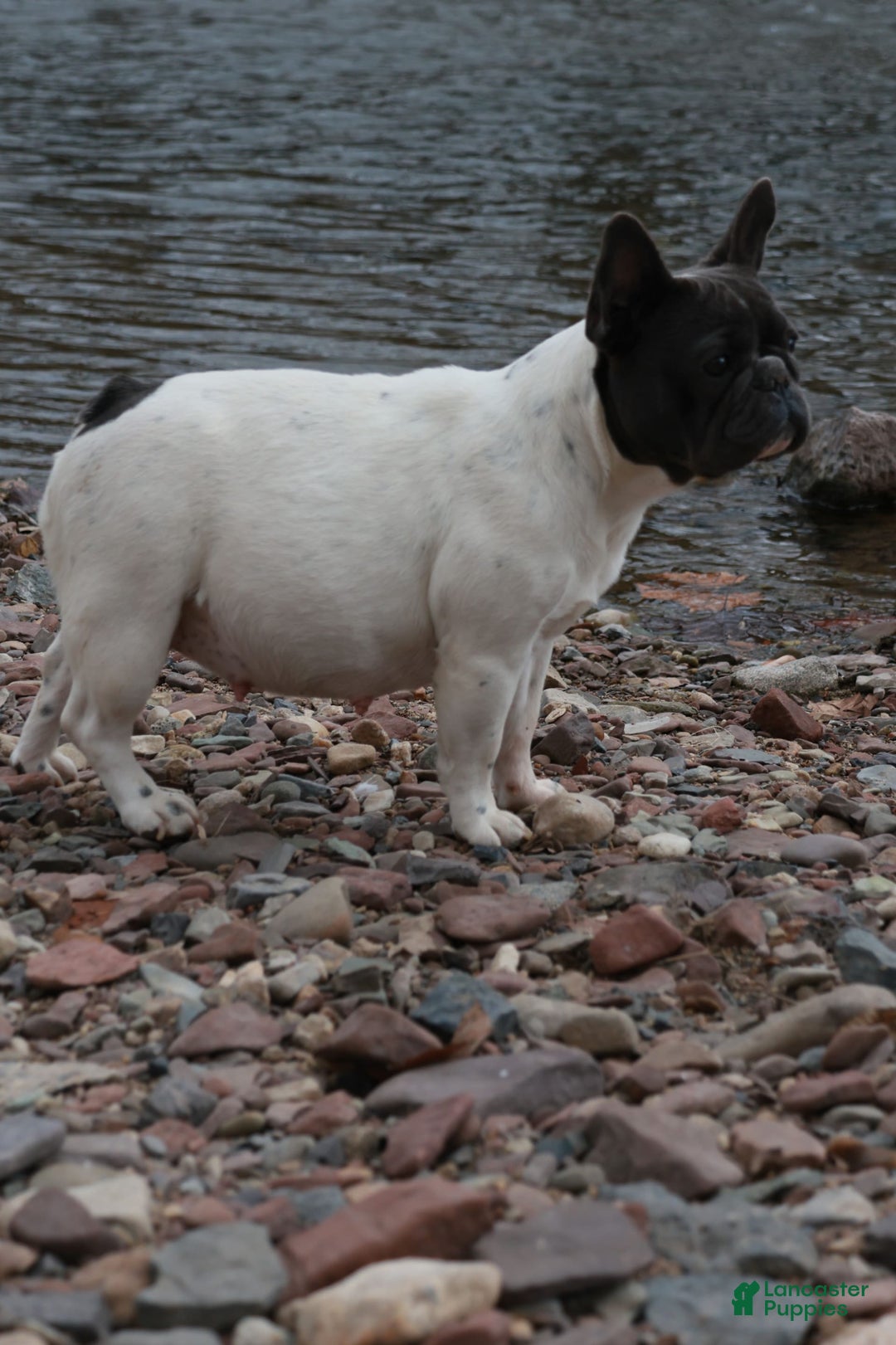 French Bulldog dogs for sale: Baby Girl - Image 4