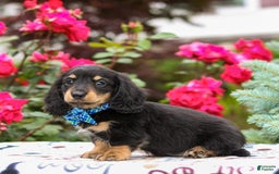 Miniature Dachshund dogs for sale: Quixie - Image 5