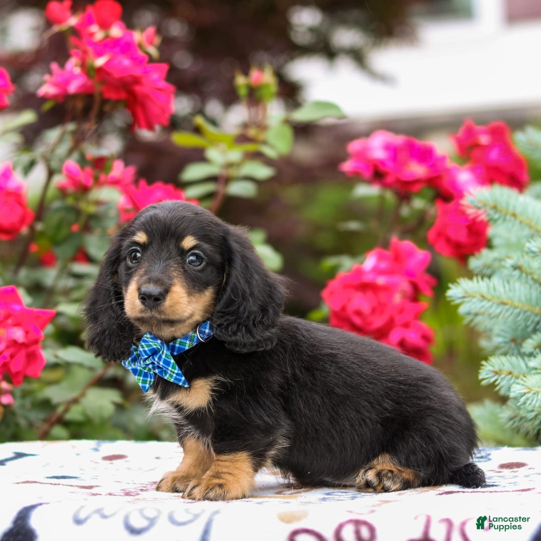 Miniature Dachshund dogs for sale: Quixie - Image 5