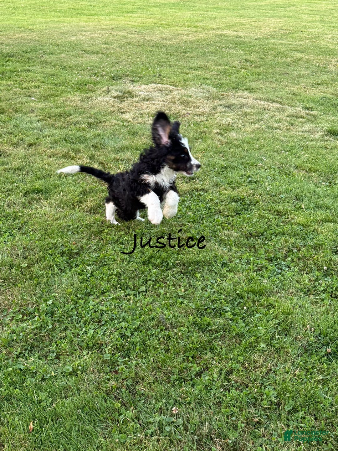 Bernedoodle dogs for sale: Justice 77956 - Image 9