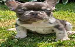 French Bulldog dogs for sale: Chocolate Merle - Image 1