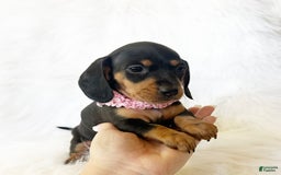 Miniature Dachshund dogs for sale: Akc Amber - Image 4