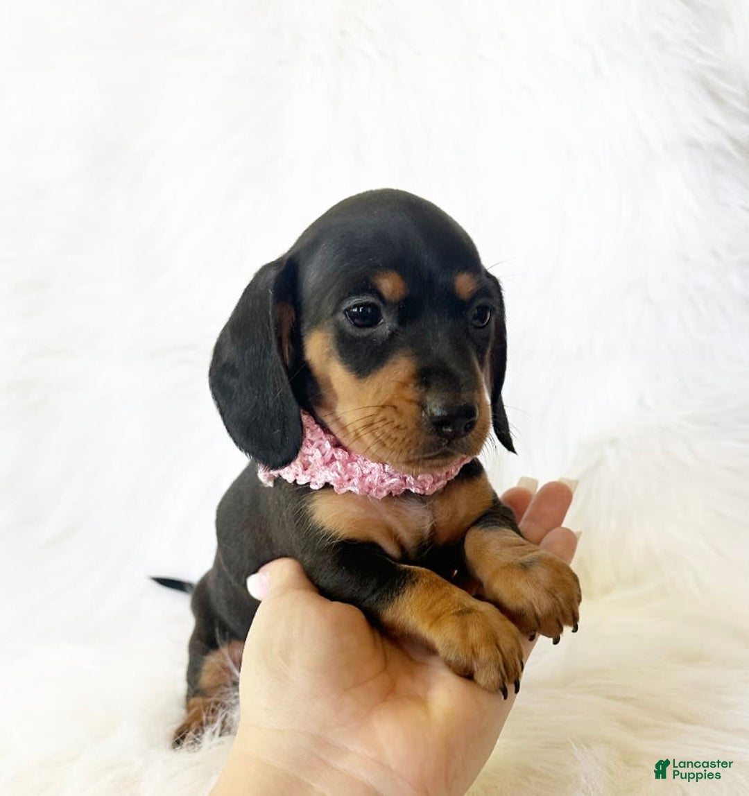 Miniature Dachshund dogs for sale: Akc Amber - Image 4