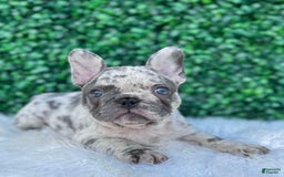 French Bulldog dogs for sale: Dixie - Image 5