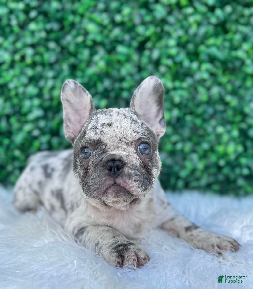 French Bulldog dogs for sale: Dixie - Image 5
