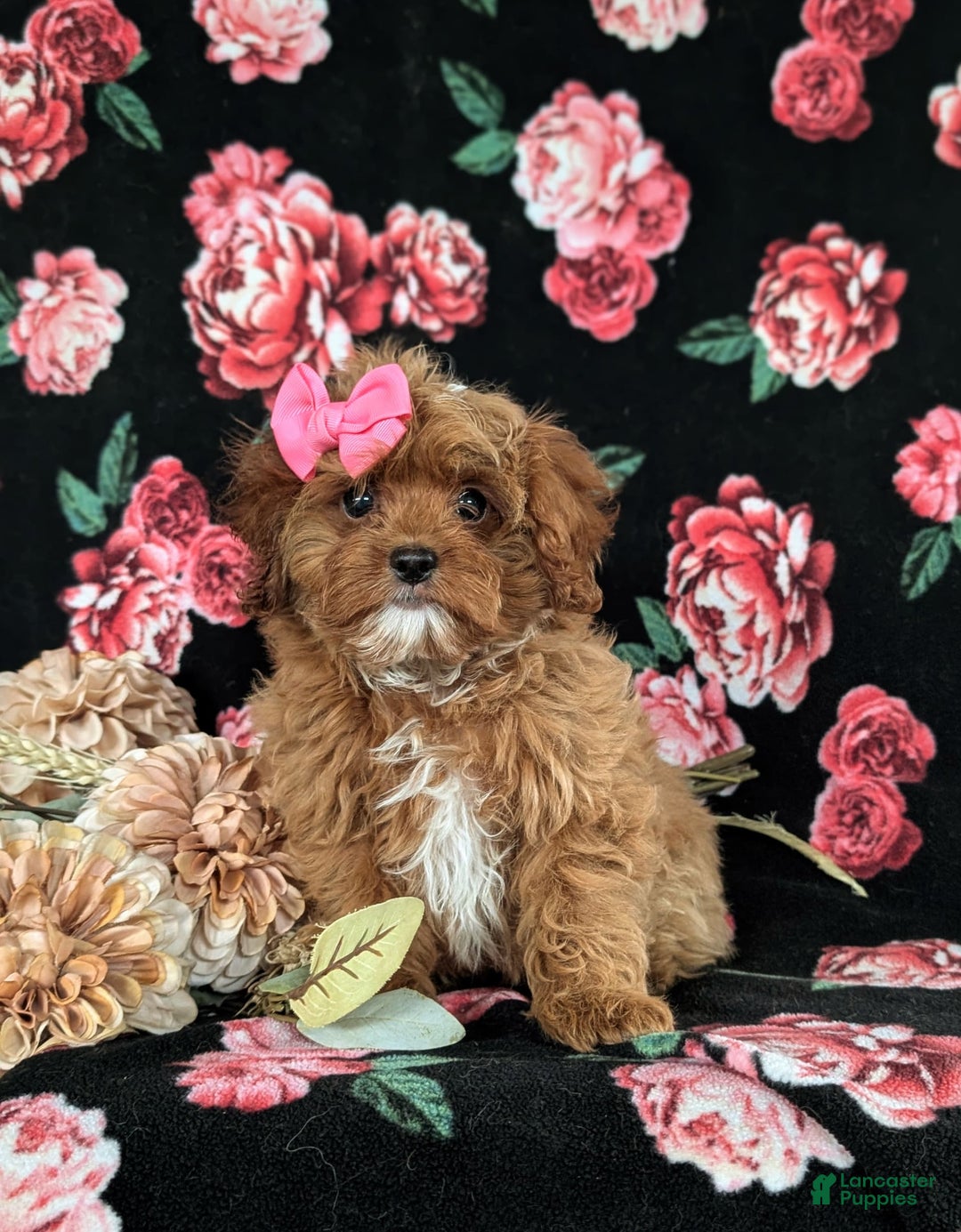 Cockapoo dogs for sale: Cassandra Hypoallergenic - Image 8