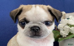 Pug dogs for sale: Danny - Image 4