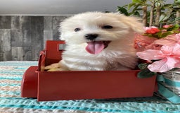Havanese dogs for sale: Holly - Image 4