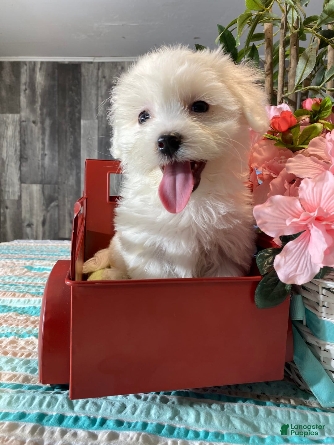 Havanese dogs for sale: Holly - Image 4