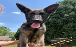 German Shepherd dogs for sale: Puppy 1 - Image 1