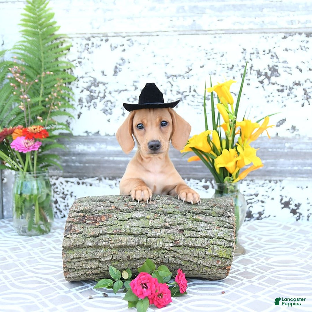 Miniature Dachshund dogs for sale: Twinkle - Image 17