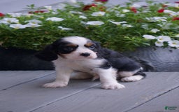 Cavalier King Charles Spaniel dogs for sale: Dexter - Image 2