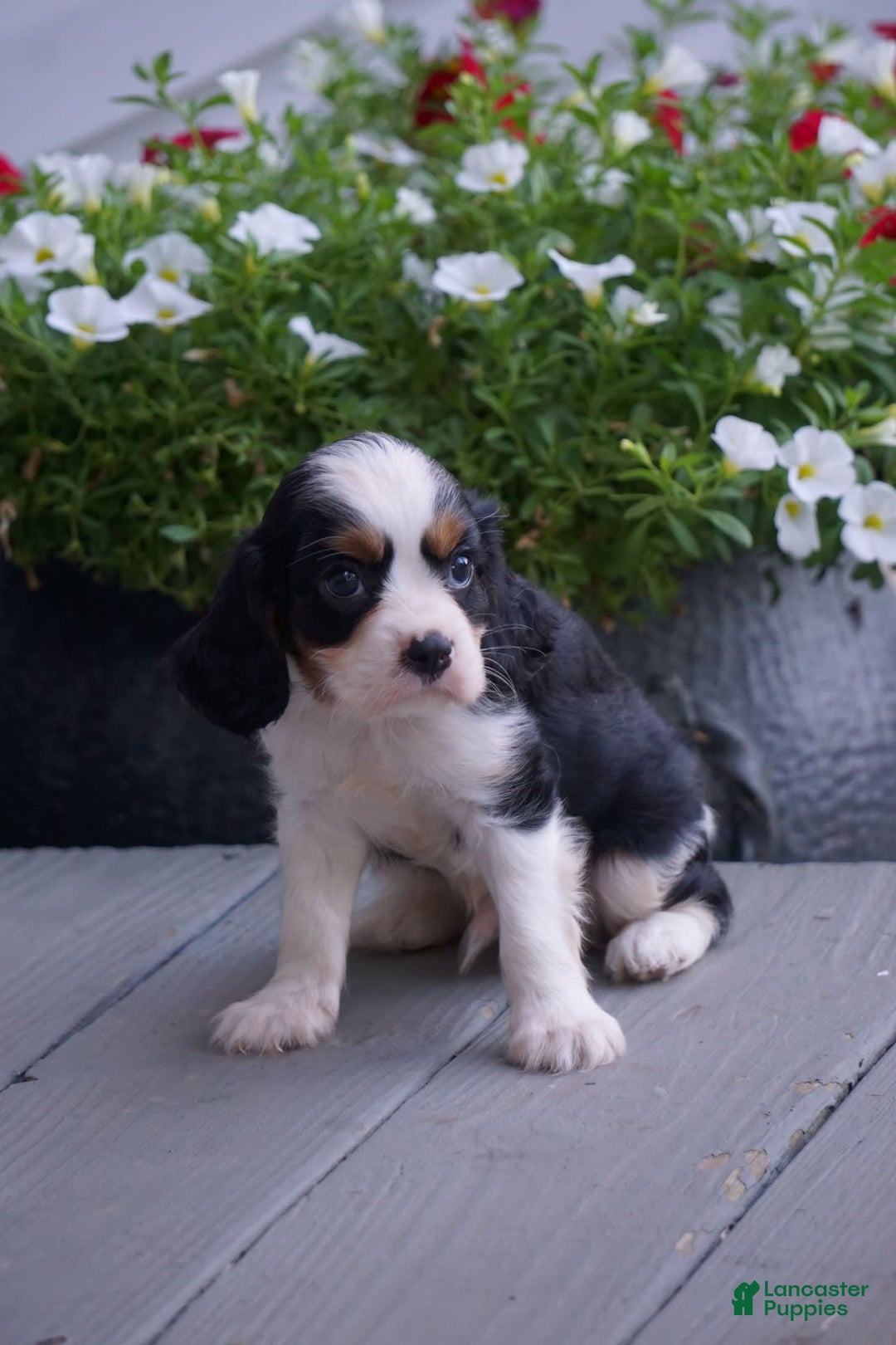 Cavalier King Charles Spaniel dogs for sale: Dexter - Image 2