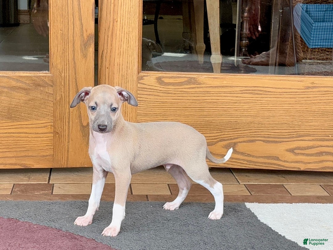 Italian Greyhound dogs for sale: Noah - Image 9