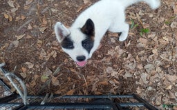 categoriesInfo:categoryAttributeOptions.pets.dogs.breed.akita dogs for sale: Mulan - Image 7