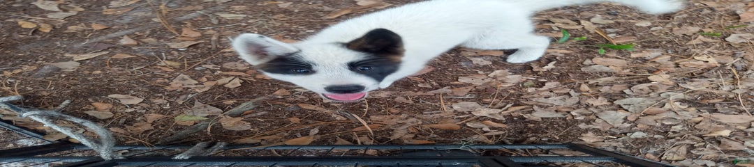Mulan