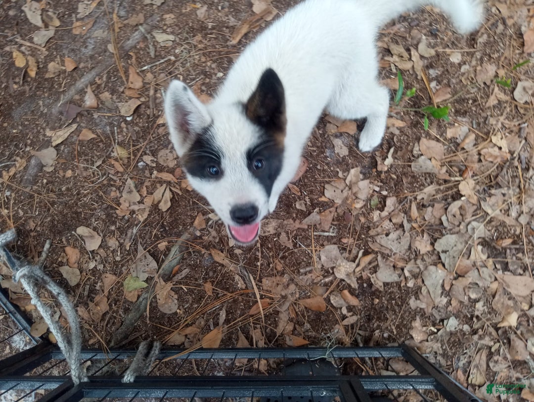 categoriesInfo:categoryAttributeOptions.pets.dogs.breed.akita dogs for sale: Mulan - Image 7