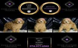 Miniature Poodle dogs for sale: Mulan - Image 3