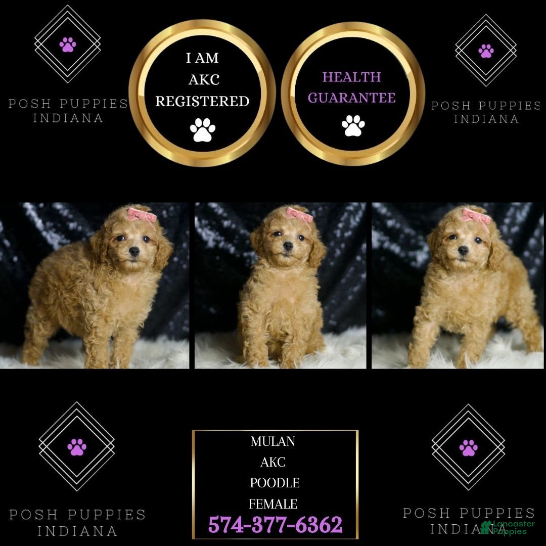 Miniature Poodle dogs for sale: Mulan - Image 3