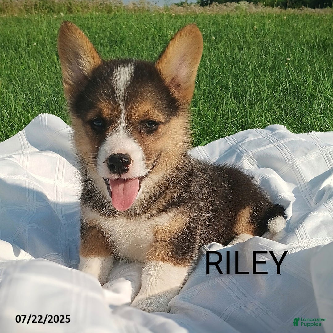 Welsh Corgi Pembroke dogs for sale: Riley - Image 2