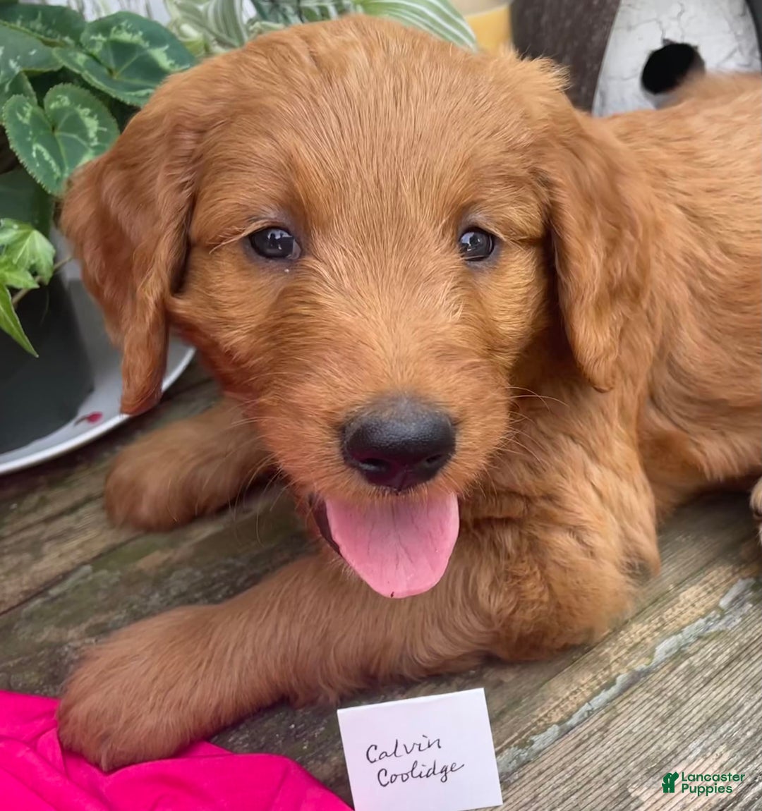 Goldendoodle dogs for sale: Coolidge - Image 1