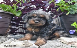 Cockapoo dogs for sale: Payday - Image 1
