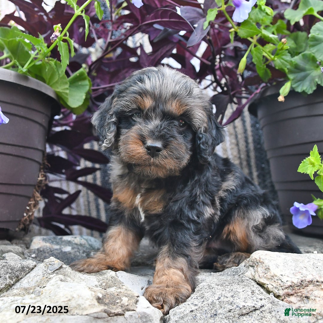 Cockapoo dogs for sale: Payday - Image 1