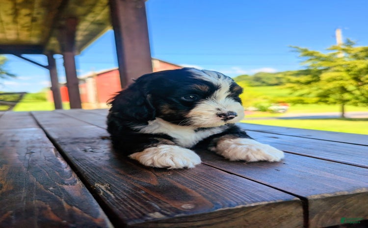 Mini Bernedoodle dogs for sale - Ad 3