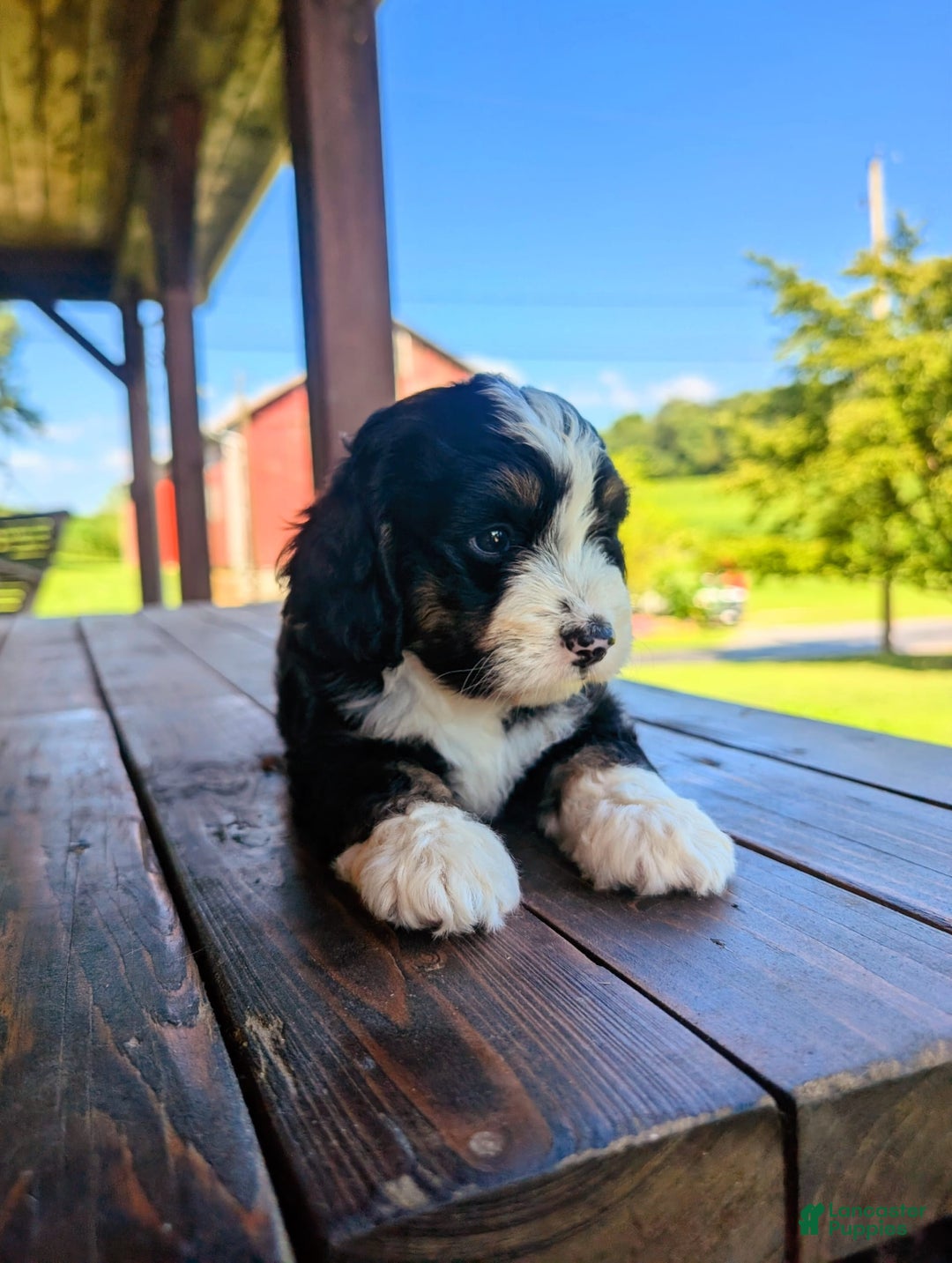 Mini Bernedoodle dogs for sale: Hazel - Image 1