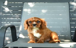 Cavalier King Charles Spaniel dogs for sale: Wendle - Image 8