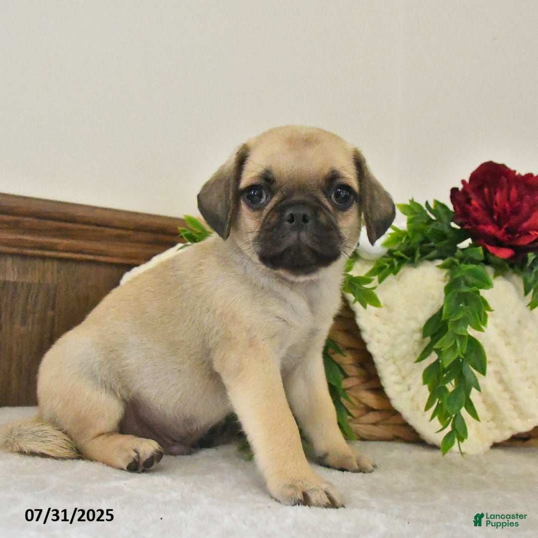 Puggle dogs for sale: Shadow - Image 1
