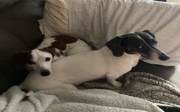 Dachshund dogs for sale: Bobo - Image 6
