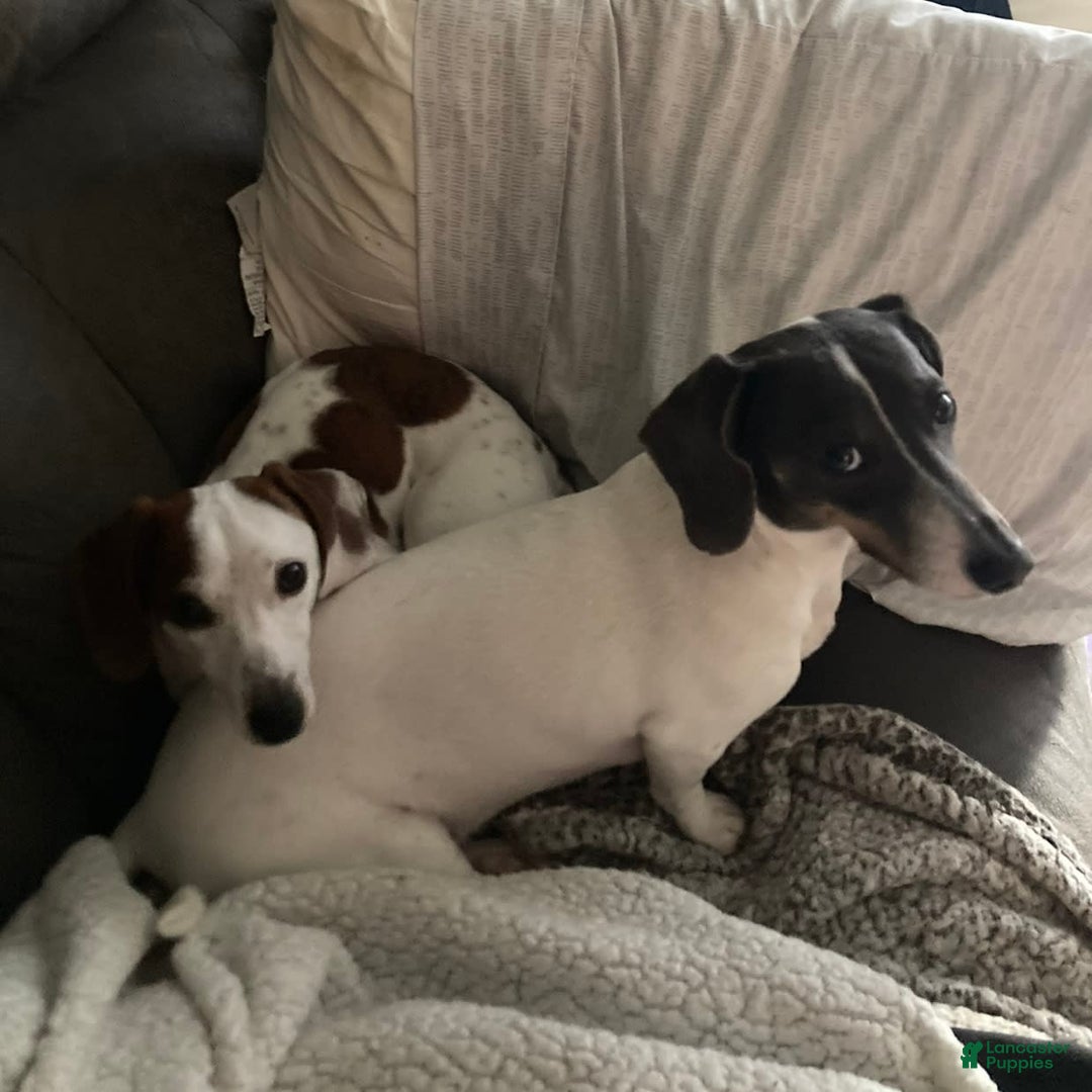 Dachshund dogs for sale: Bobo - Image 6