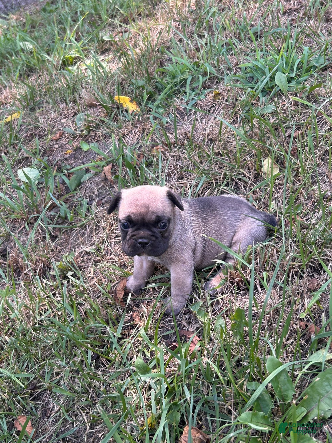 French Bulldog dogs for sale: Gru - Image 5