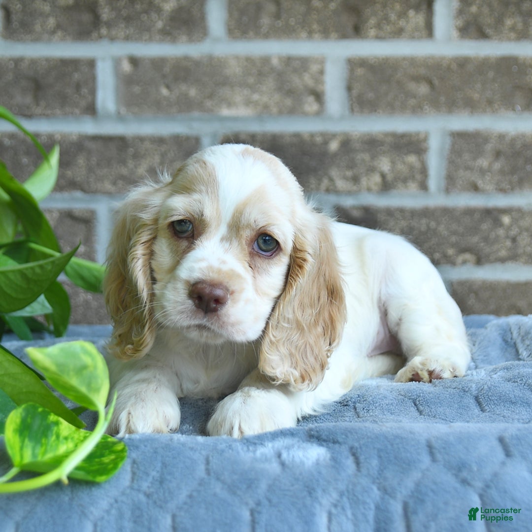 Cocker Spaniel dogs for sale: Jargo - Image 2