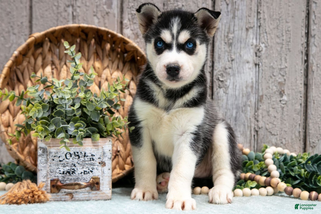 Siberian Husky dogs for sale: Tammy - Image 3