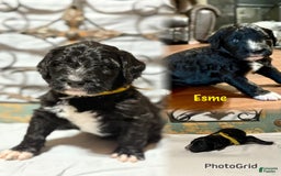 Bernedoodle dogs for sale: Esme - Image 1