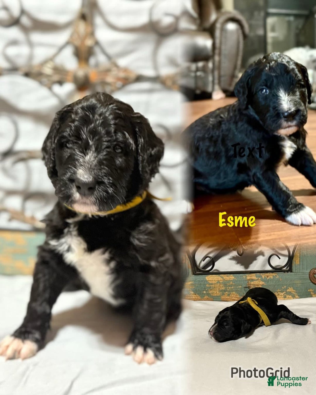 Bernedoodle dogs for sale: Esme - Image 1