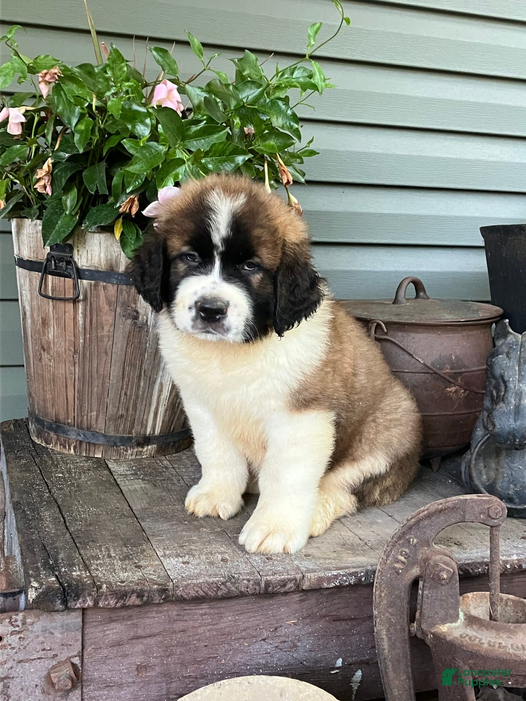 Saint Bernard dogs for sale: Buddy - Image 2