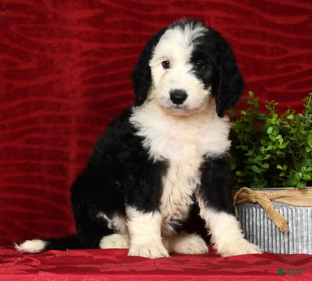 Sheepadoodle dogs for sale: Molly - Image 7