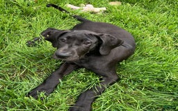 Great Dane dogs for sale: Darla - Image 9