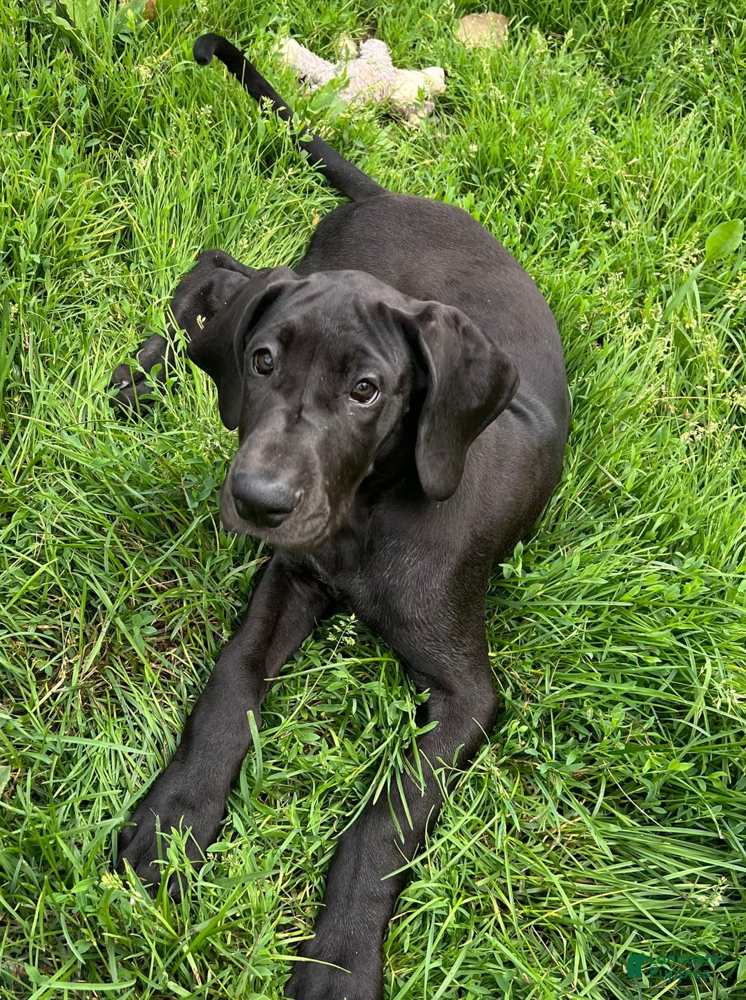 Great Dane dogs for sale: Darla - Image 9