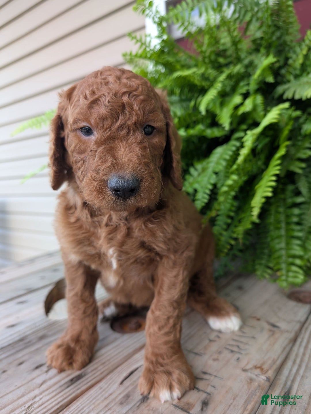 Goldendoodle dogs for sale: Cash - Image 11