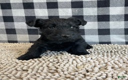 Scottish Terrier dogs for sale: Mandy - Image 2