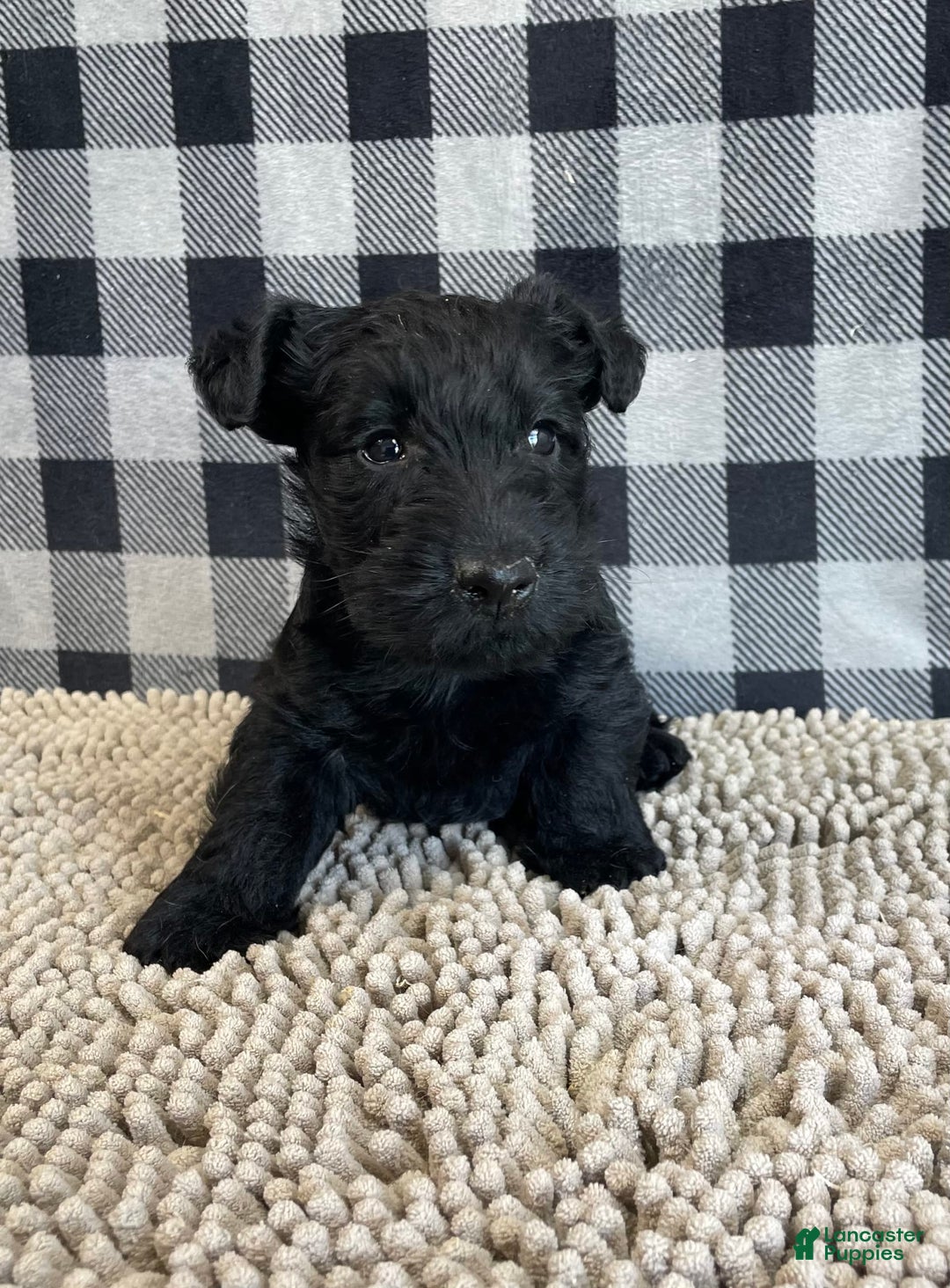 Scottish Terrier dogs for sale: Mandy - Image 2