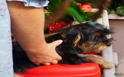 Yorkshire Terrier dogs for sale: Alyssa - Image 2
