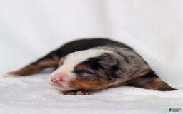 Mini Bernedoodle dogs for sale: Maverick - Image 4