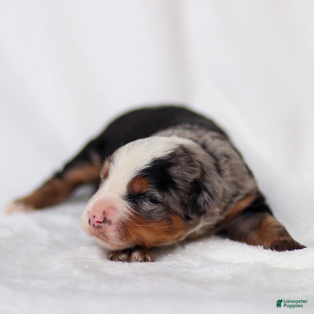 Mini Bernedoodle dogs for sale: Maverick - Image 4