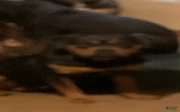 American Bully dogs for sale: Merl - Image 6