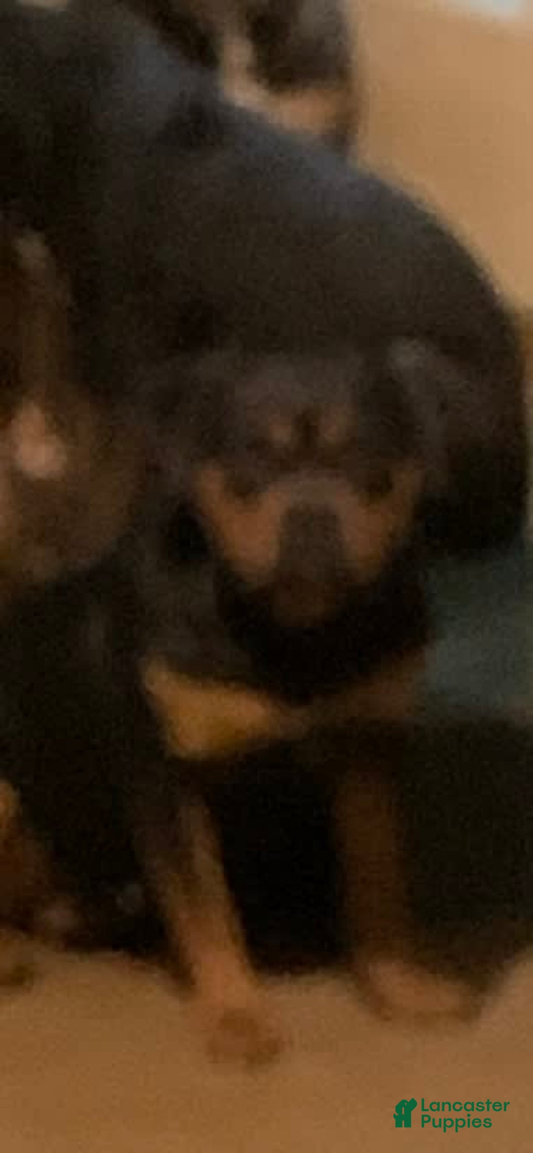 American Bully dogs for sale: Merl - Image 6